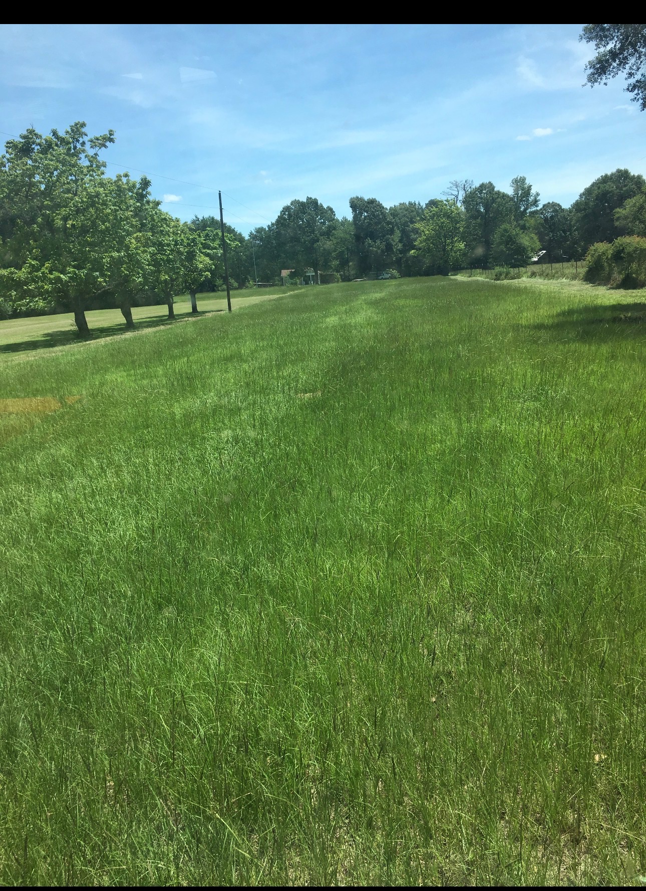 Overgrown pasture before brush hogging