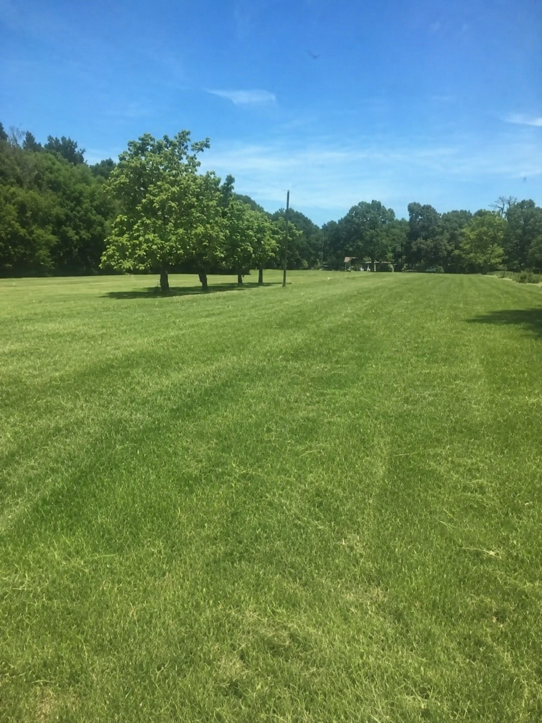 Cleared pasture after brush hogging